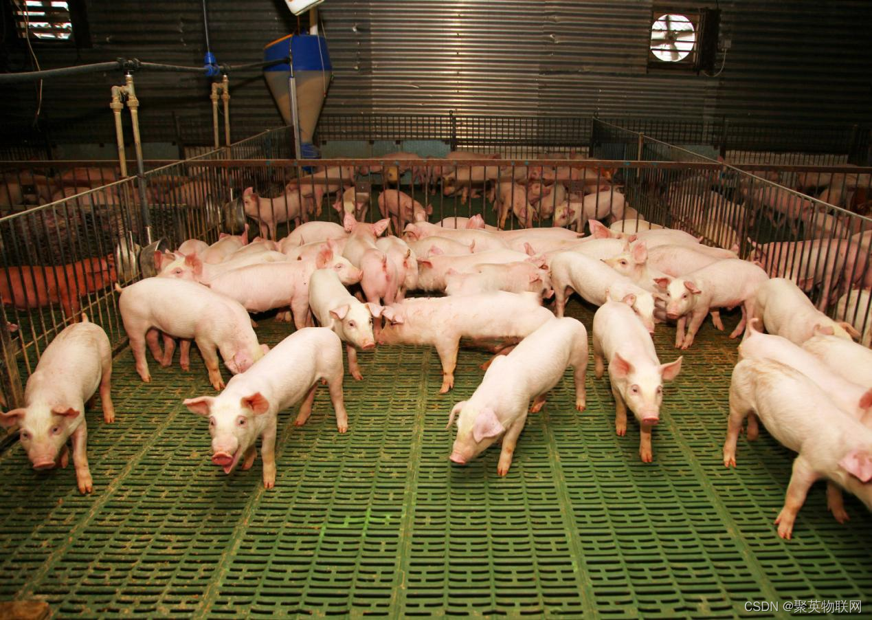 智能养殖物联网系统精细管理，提升养猪场收益